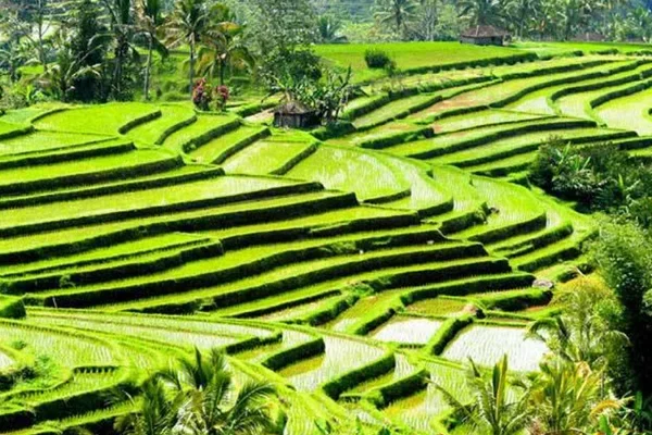 blog 7 Must-Visit Hidden Gems in Tabanan You Can Only Reach by Scooter